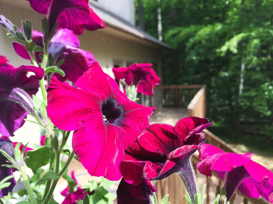 Flowers