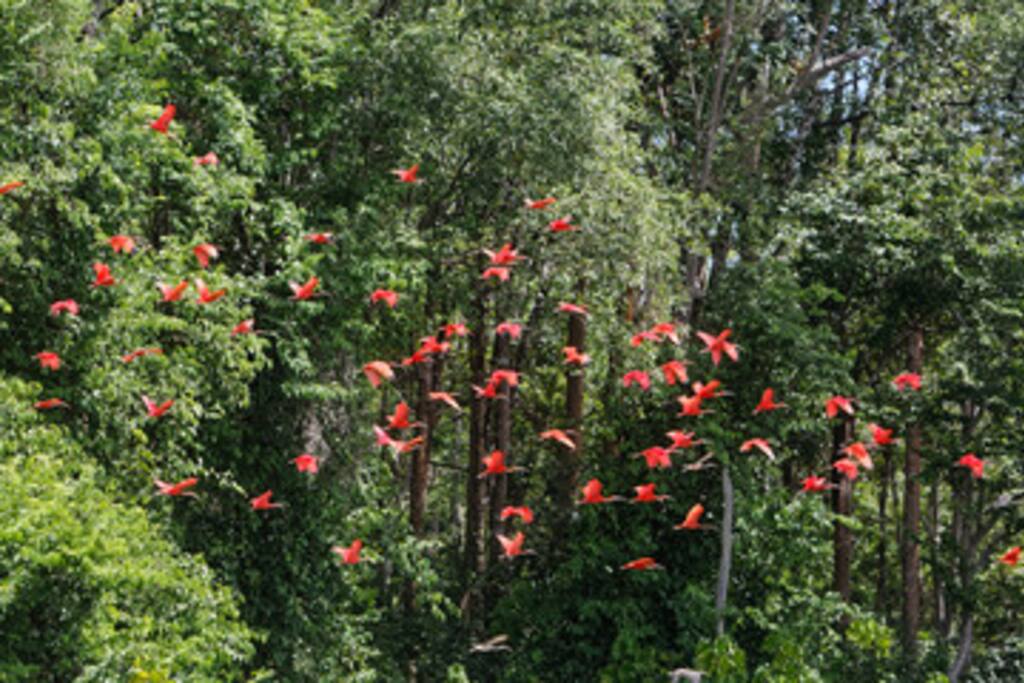 Visite des Ibis (Fleuve le Sinnamary)