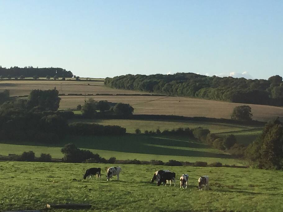 Open Wiltshire countryside
