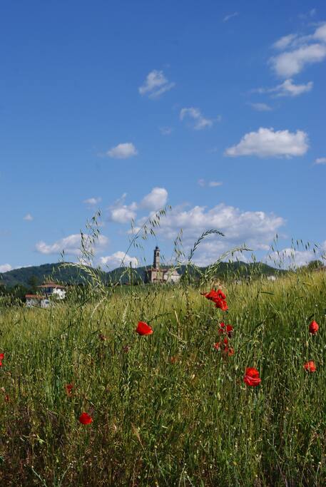 campi, vigne, boschi e tramonti tra le dolci colline
