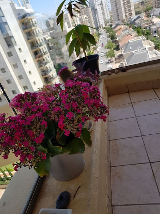 flowers in a balcony