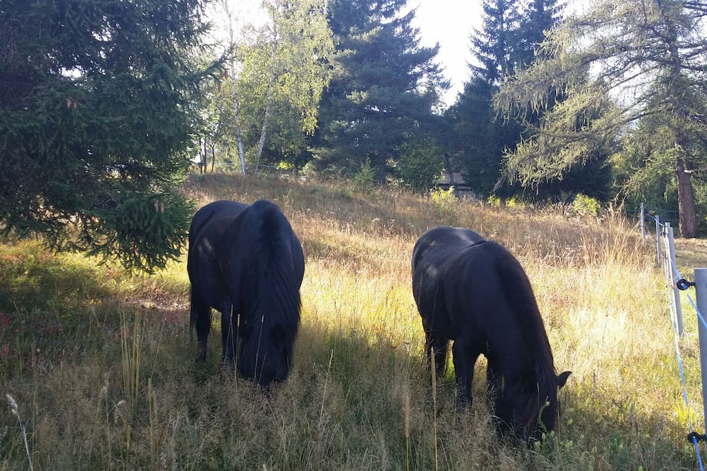 Chevaux à côté du jardin
