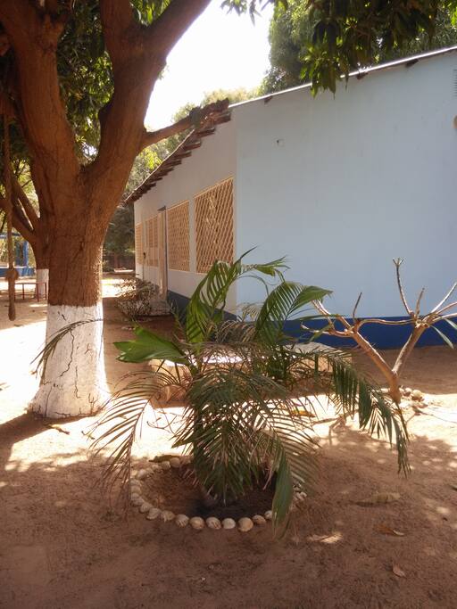 In amongst the mango trees