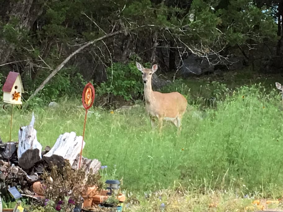 Deer visit