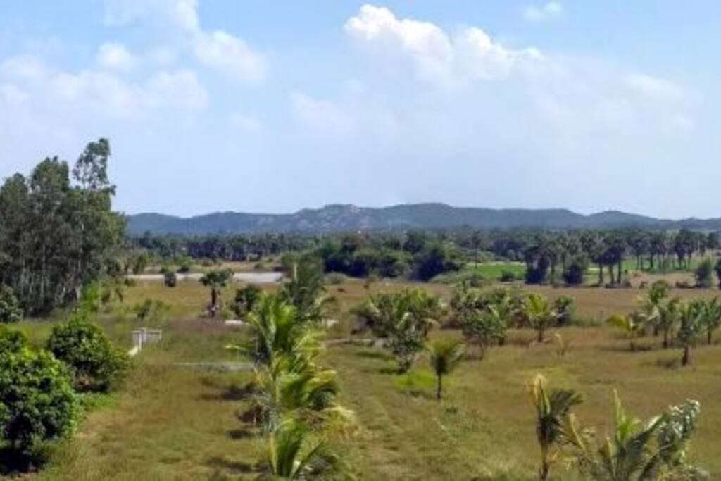 View of the backyard from the terrace