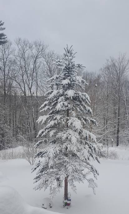 Backyard tree, a favorite for many song birds!