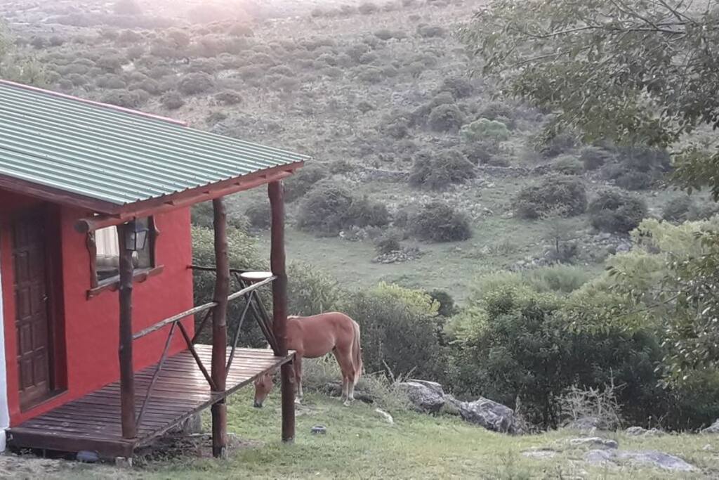 si bien no hay caballos en el predio, muy cerca pueden solicitarlos para cabalgatas.