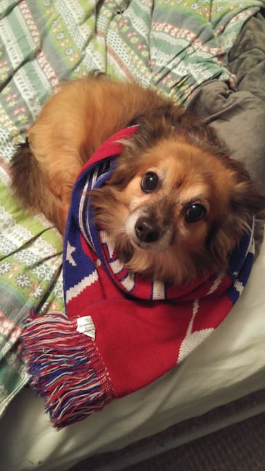 This is Ajax. He's our fur baby that runs the house. He's very friendly, loves to bark. If you're not a dog person, this might not be the place for you. I mean, how can you not love that little face?