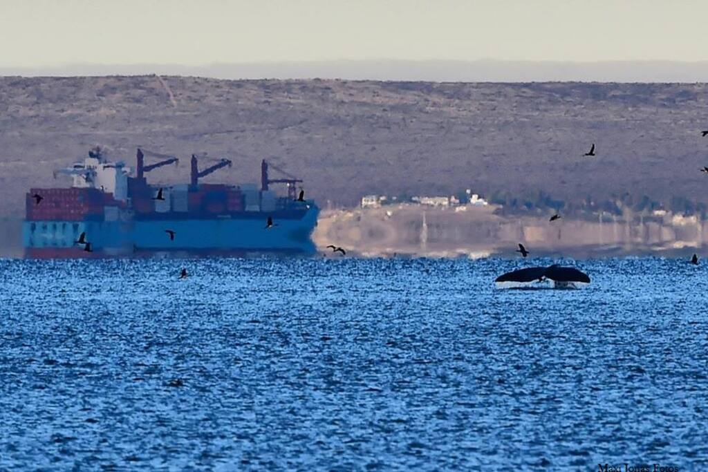 Ballenas