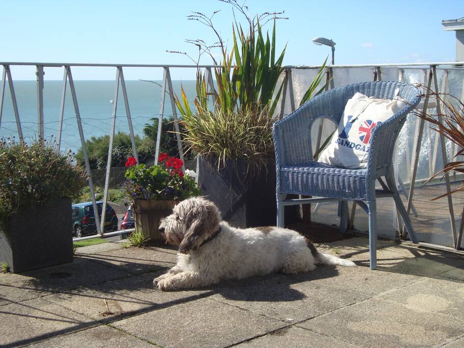 Eric the Dog
