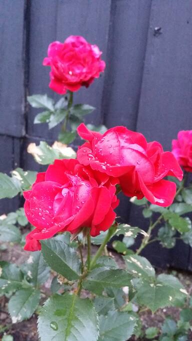Flowers flourish out here