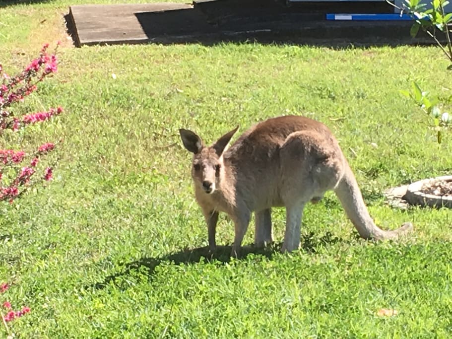 Kangaroo on our front lawn