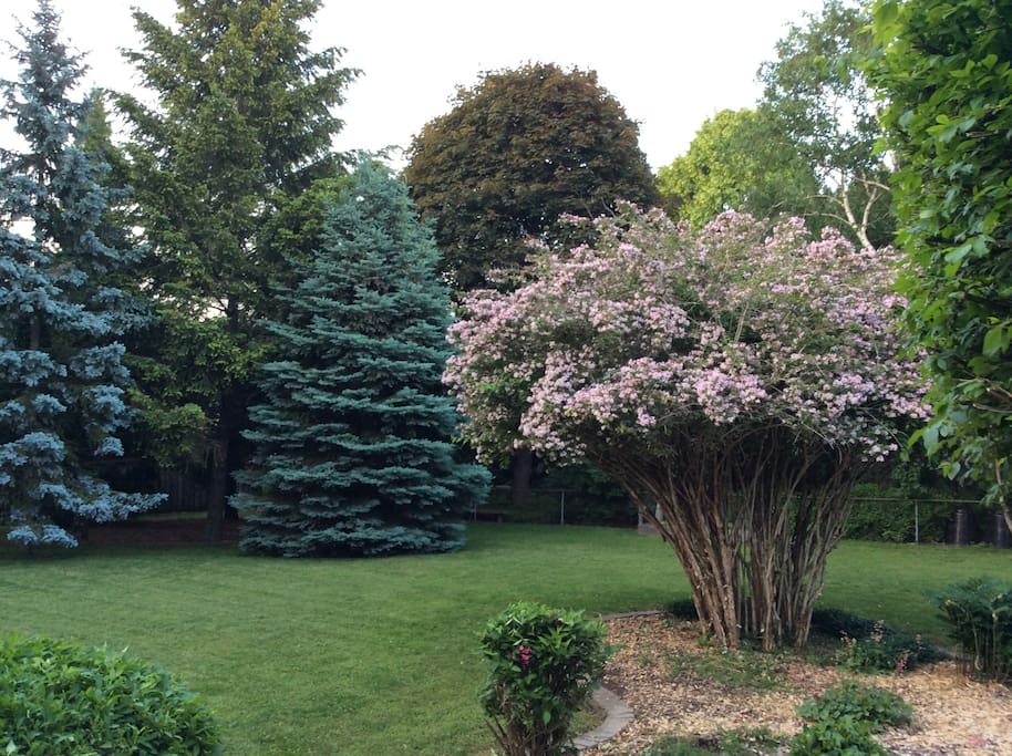 Private backyard.