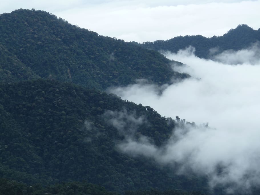 we adjoin the magnificent Cotacachi cayapas national park - 650,000 acres of pristine wilderness