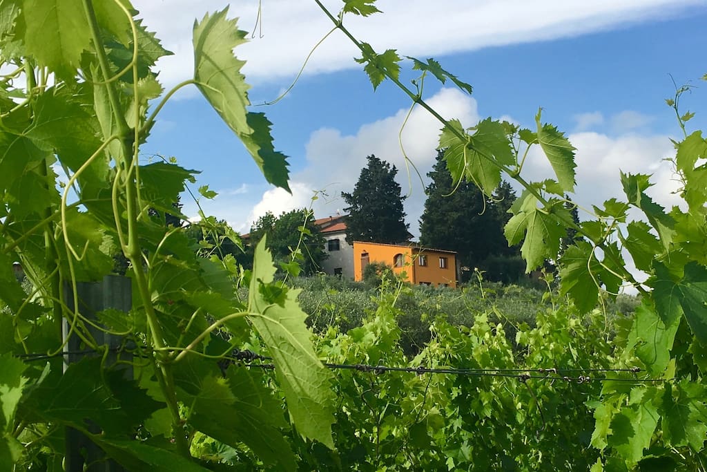 Una vista dal vigneto sottostante