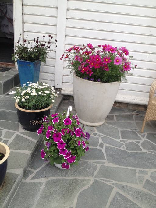 Noen av mine mange blomsterkrukker ved kjøkkendøren.