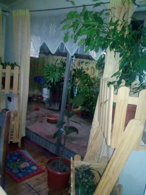 las plantas presentes en mi hogar