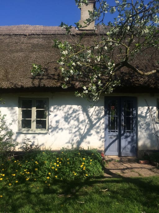 The entrance under a plum tree