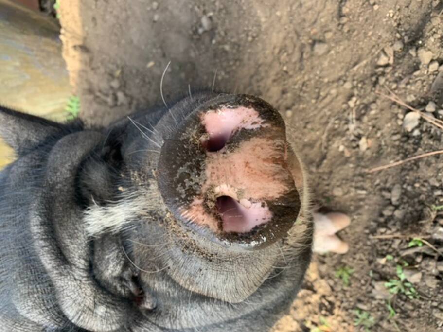 Malibu S Most Loved Animal Sanctuary