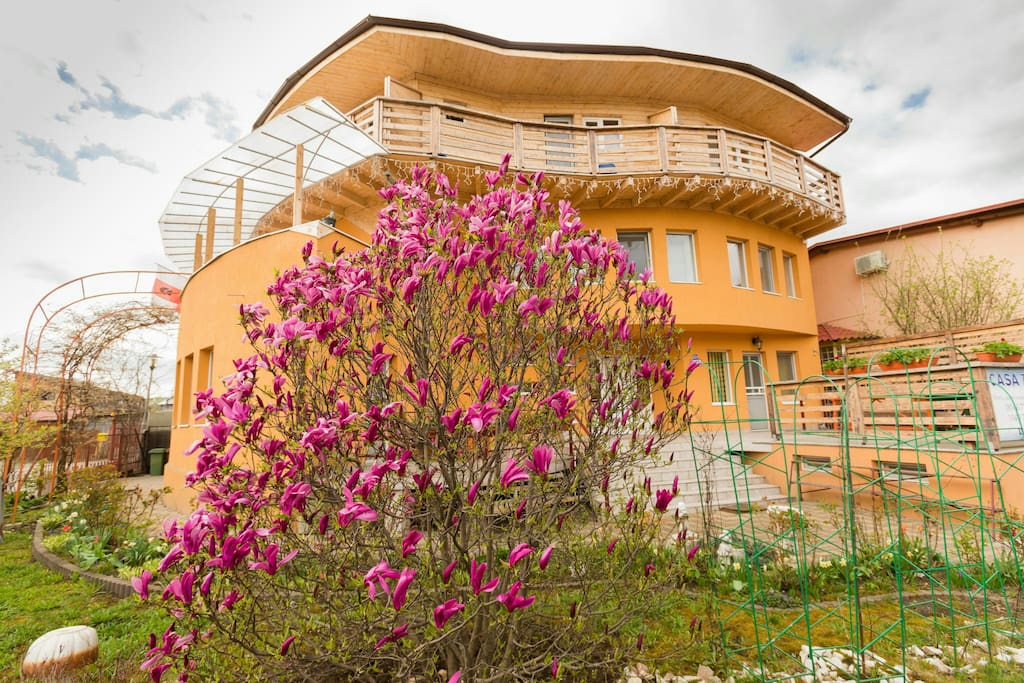 The flowers garden