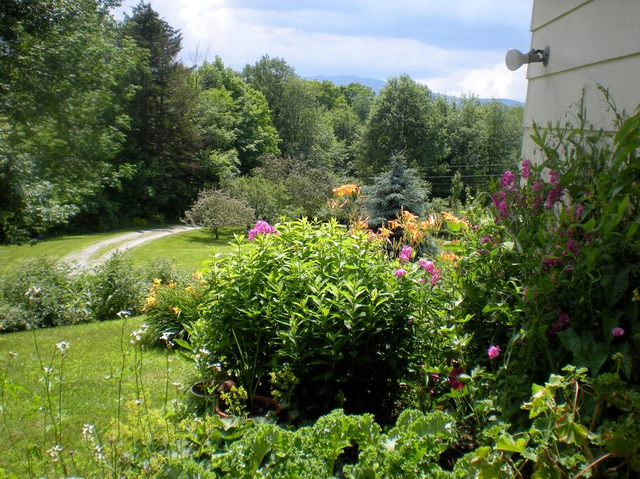 View from the kitchen porch