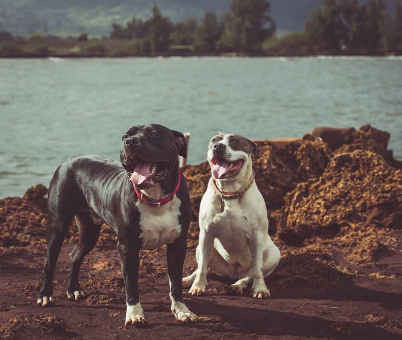 MUST LOVE DOGS. 2 PITBULL MIXES. 100 AND 60 LBS!!!!