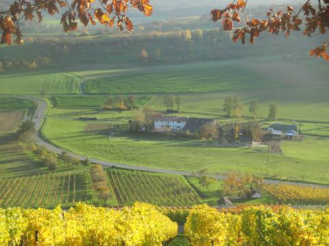 Between forests and vineyards