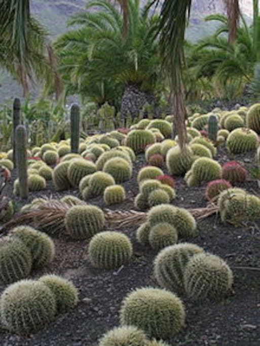 Cactus Aldea