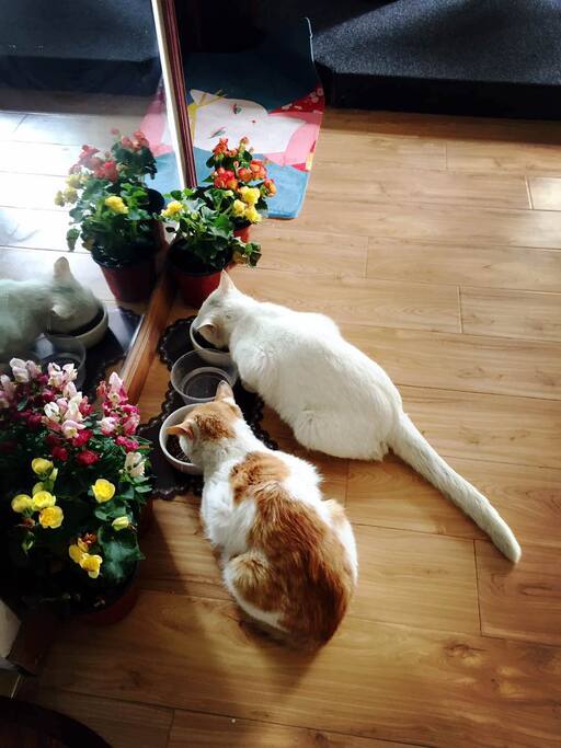 猫-玛雅、恩佐
