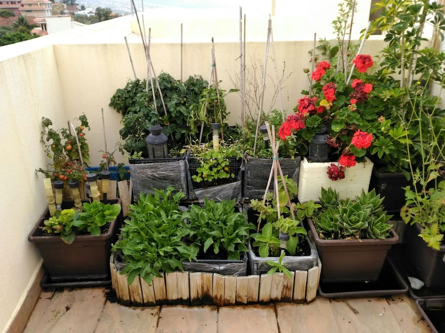 Pequeño jardín y huerto
