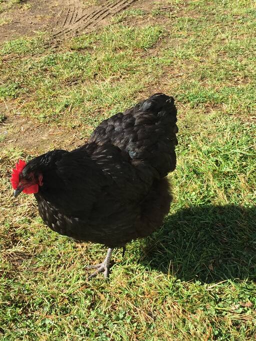 Murtle, one of the overly friendly chickens