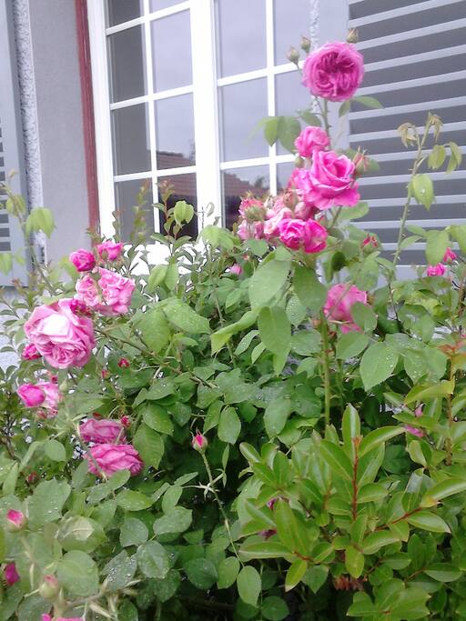 roses d'antan