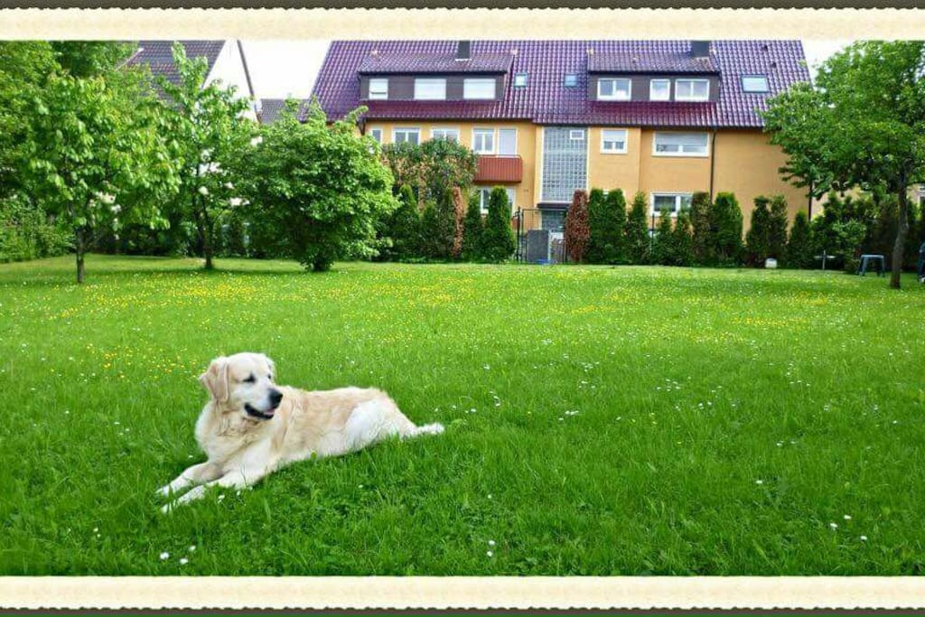 our dog Lucky (Golden Retriever) in our 2nd garden in front of our house,...the old garden view before year 2015.