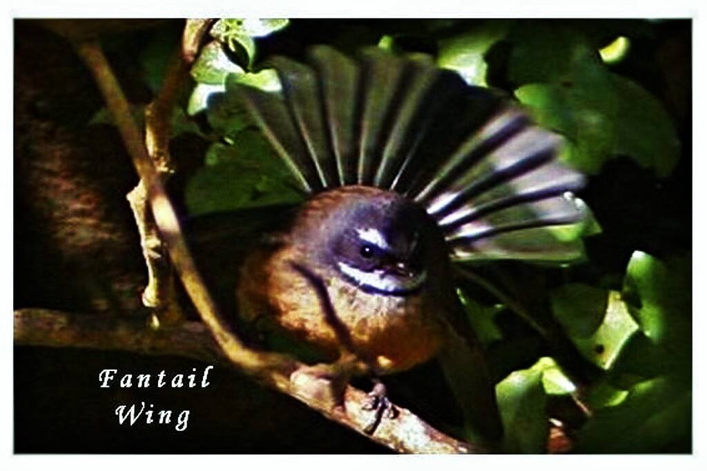 The Fantail Wing