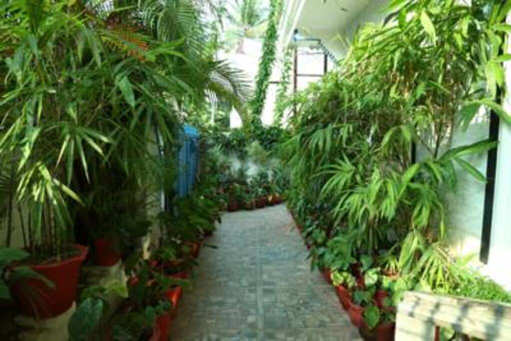 Garden