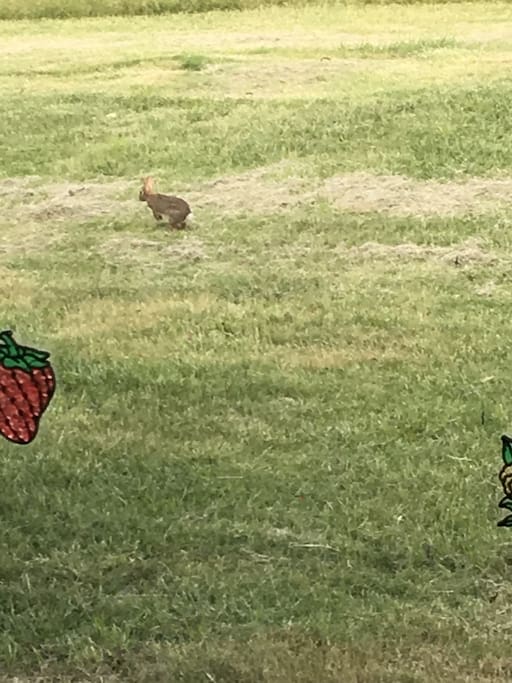 Wildlife views from every window, this little bunny is a daily visitor in the spring and summer.