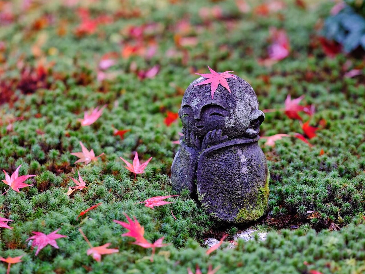 圆光寺里的红叶狩 十牛之庭的禅宗心路 京都旅游攻略 尽在airbnb爱彼迎
