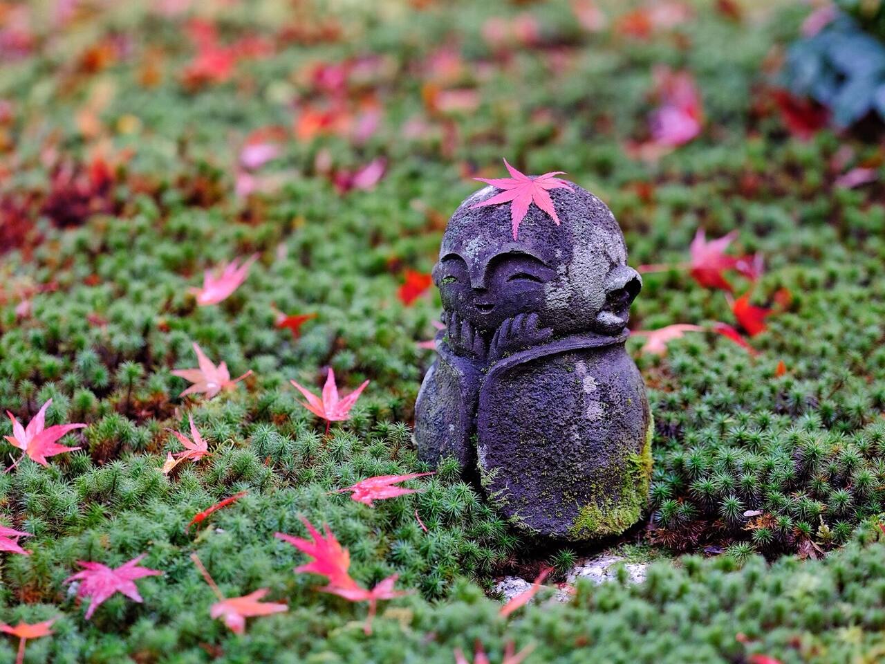 圆光寺里的红叶狩 十牛之庭的禅宗心路 京都旅游攻略 尽在airbnb爱彼迎 圆光寺里的红叶狩 十牛之庭的禅宗心路 京都旅游攻略 尽在airbnb爱彼迎