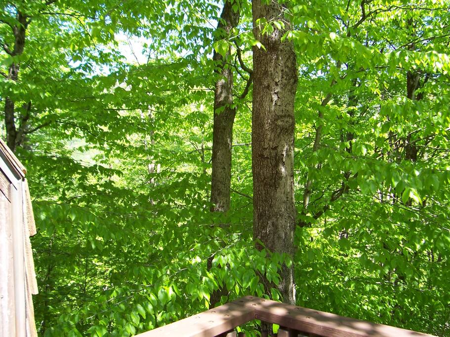 Summer View from the Deck.