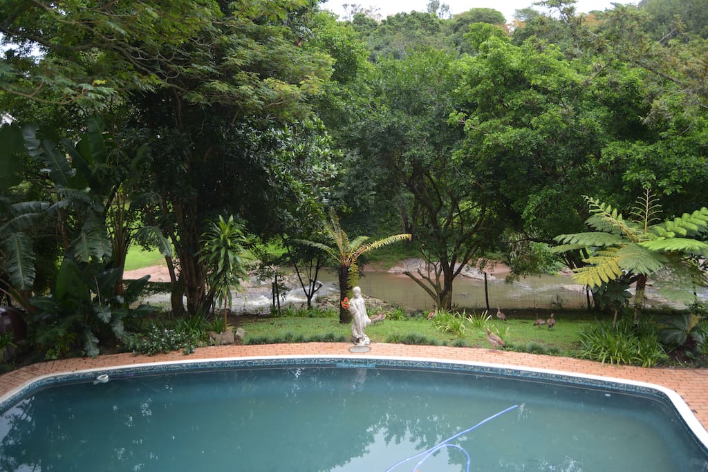 Ducks enjoying a stroll around the garden and pool