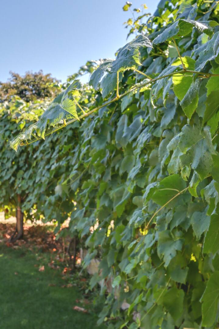 Top 10 PetFriendly Airbnbs In Eugene, Oregon Updated 2024 Trip101