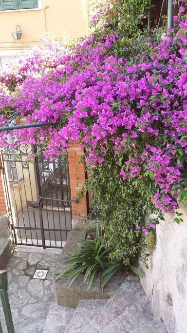 Ingresso Casa
Bouganville
foto Estate