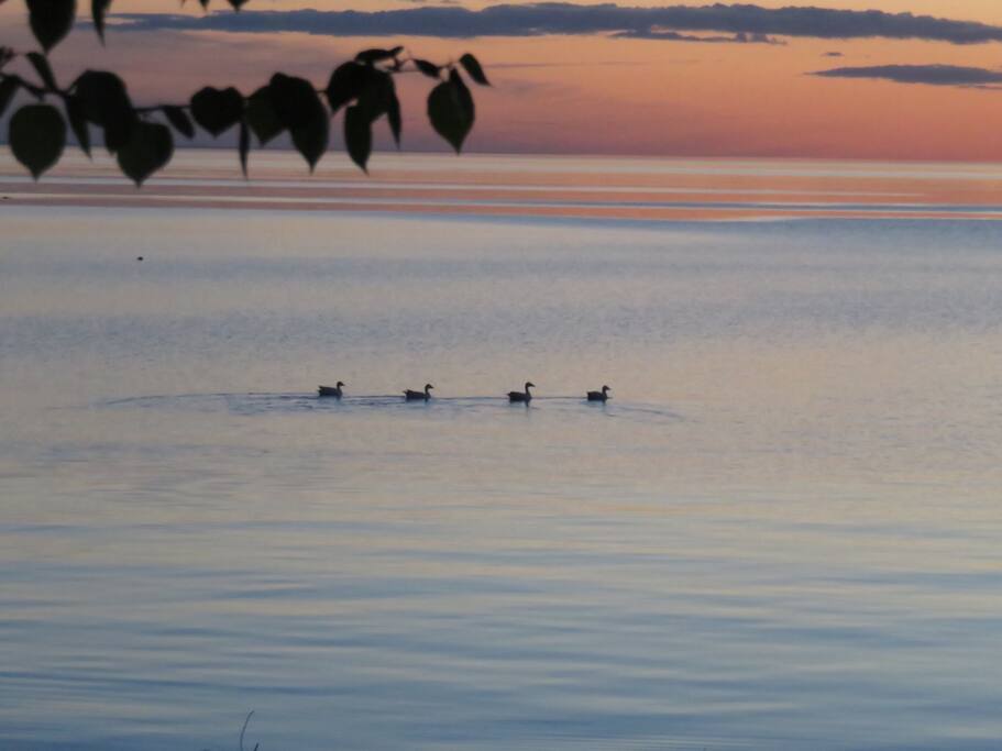 Des oies juste avant le coucher de soleil.