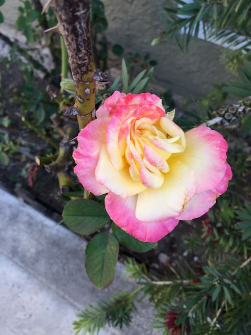 dope roses out front.