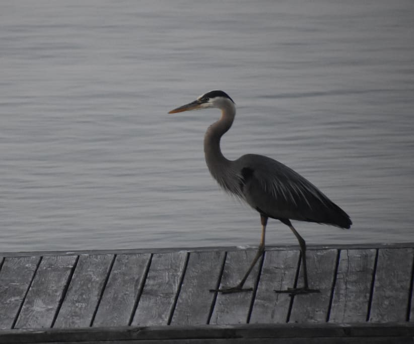 The birdwatching opportunities are bountiful at Flathead Lake Home. Here, a heron hunts for lunch on its dock.