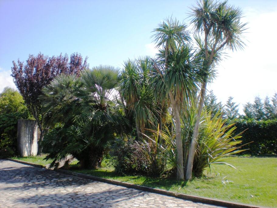 Giardino