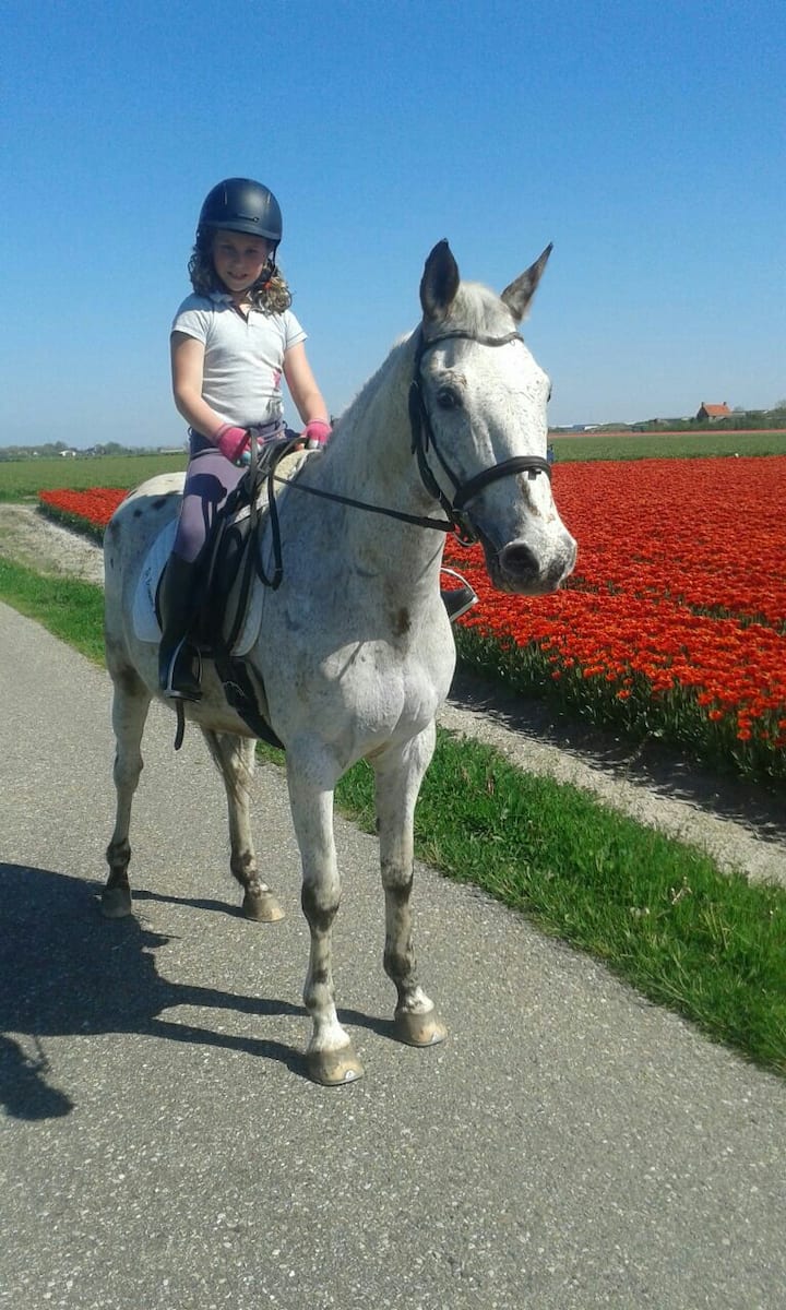Stal Van Haaster En De Jong - Julianadorp