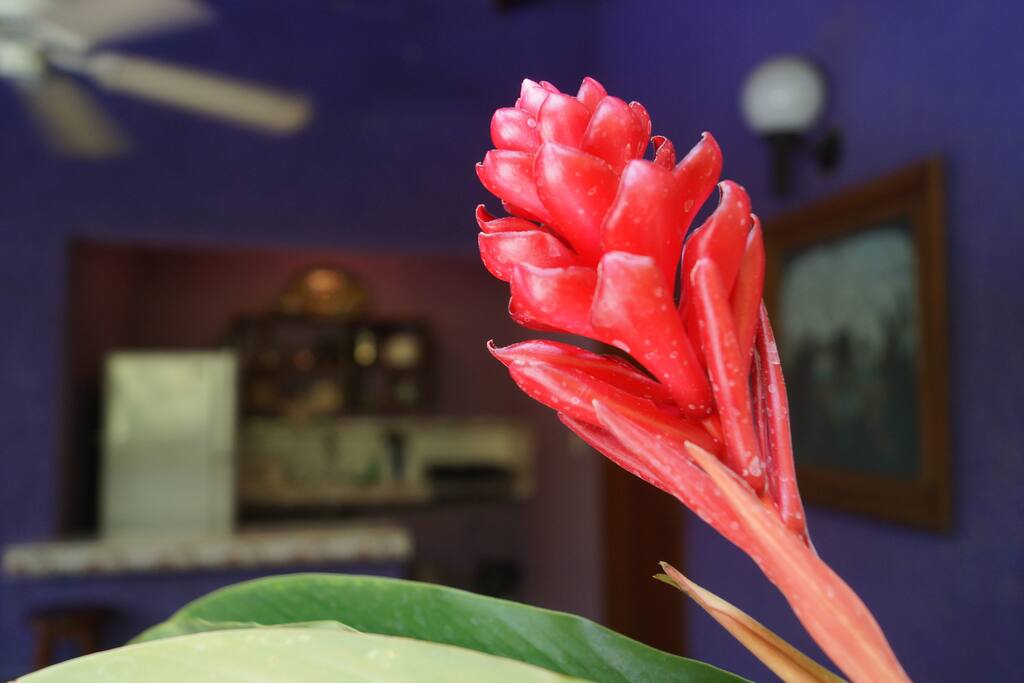El jardín, sus colores, sus aromas, se asoman al Bungalow discretamente...