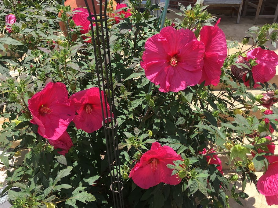 Come in summer to see the Texas-sized hibiscus!