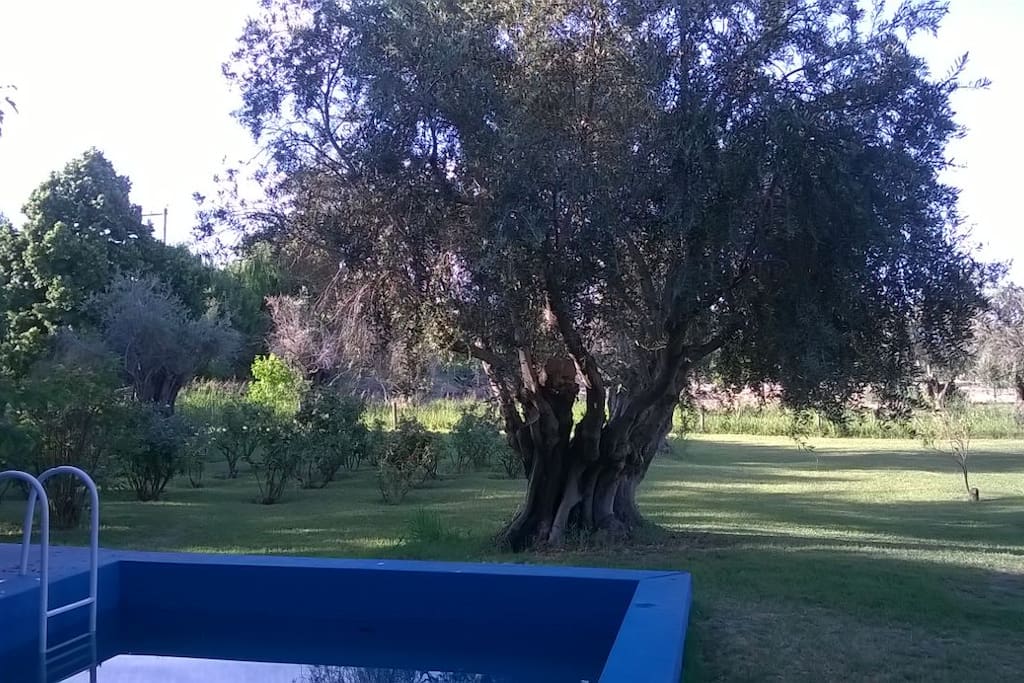 Un parque con pileta para disfrutar
